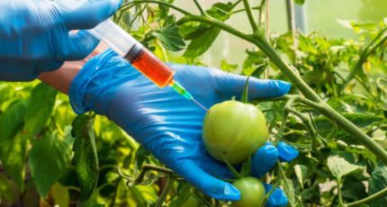 В России разрабатывают методику выявления ГМО в кормах и ветпрепаратах