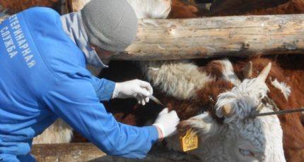 Россия увеличила импорт вакцин для животных с начала года
