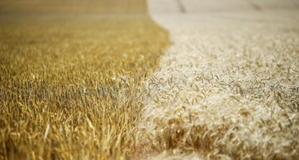 Россия собрала около 150 миллионов тонн зерна в чистом весе