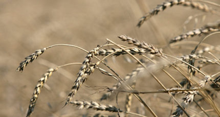 Закупки зерна в госфонд в среду составили 41,715 тысячи тонн