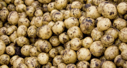 Минсельхоз назвал объем финансирования федпроекта по картофелю и овощам