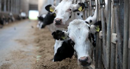 Эксперты отметили рост качества российского мяса и молока