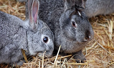В прошлом году в России произведено порядка 10 тыс. тонн продукции кролиководства