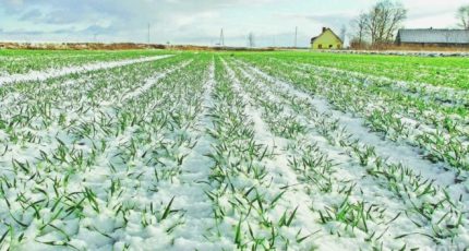 Состояние посевов озимых культур и влагообеспеченность почвы на территории Воронежской области на начало февраля