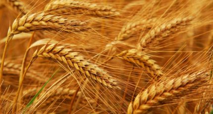 РФ с 1 по 30 января в 2,2 раза увеличила отгрузки пшеницы на экспорт – до 3,7 млн т