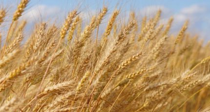 Тарифная квота на вывоз зерна увеличена на 5 млн тонн