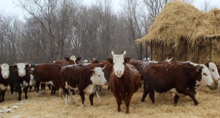 Зимовка скота в Воронежской области проходит в штатном режиме