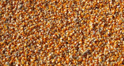 Минсельхоз РФ предложил ввести квоты на импорт семян девяти сельхозкультур в 2024 г.
