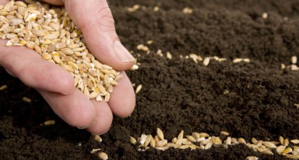 Семеноводы намерены привлечь 100 млрд руб., которые ранее тратили на импортные семена
