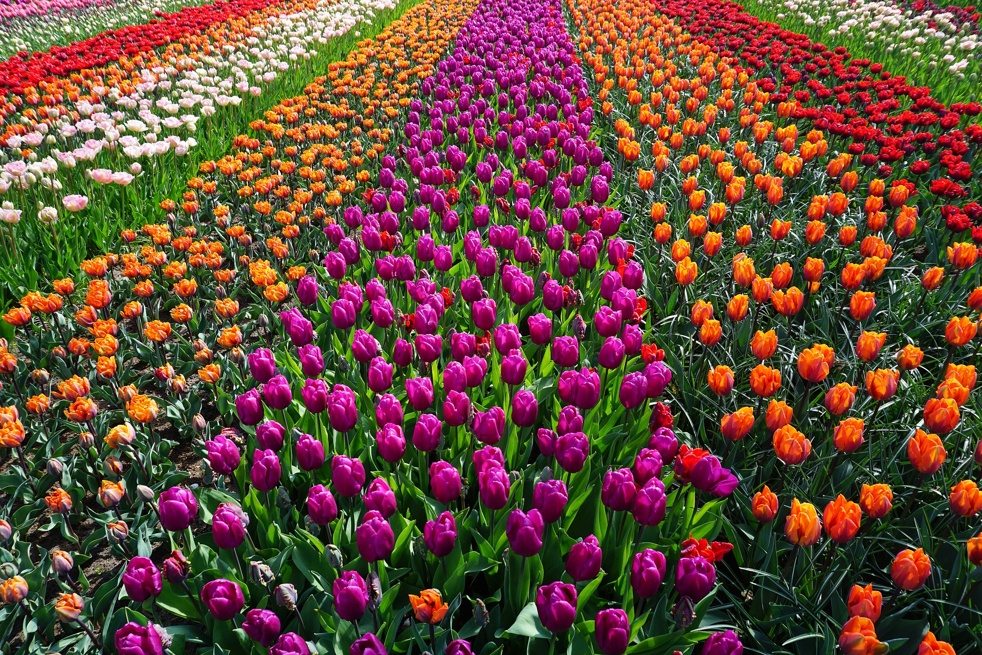 Тюльпановые ферма Нидерланды