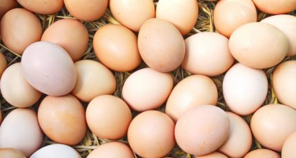 Россельхознадзор запретил поставки инкубационных яиц с трех предприятий Турции
