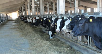 Молочная ферма «Агроэко» в Воронежской области получила статус племенного репродуктора