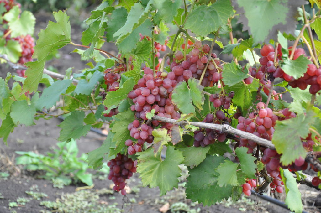 Северное виноградарство: просторы для новых перспектив