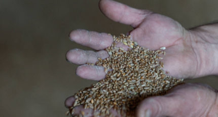 Москва ищет возможности для связи экспортеров зерна из РФ с закупщиками в Конго