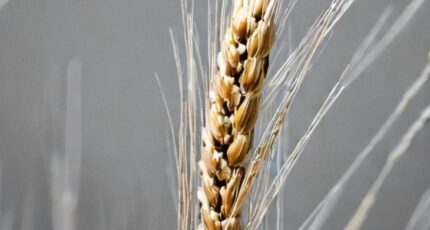 В Воронеже запрещен ввоз белорусских семян пшеницы, зараженных карликовой головней