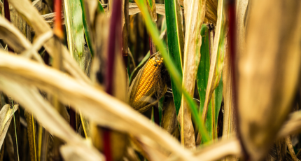 Из-за проблем с уборкой в кукурузе образовался рекордный уровень микотоксинов