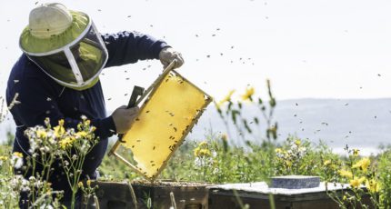 В России предложили изменить сроки уведомления об обработке полей пестицидами