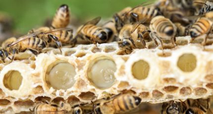 Расходы пчеловодов на экспертизу меда вырастут в разы