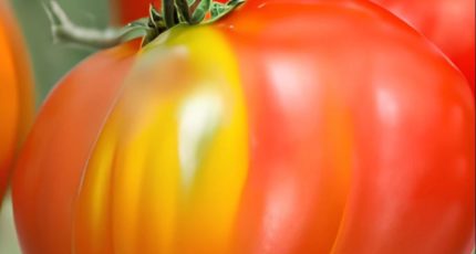 Топ необычных сортов привычных овощей от владимирского филиала Россельхозцентра к новому сезону 2023