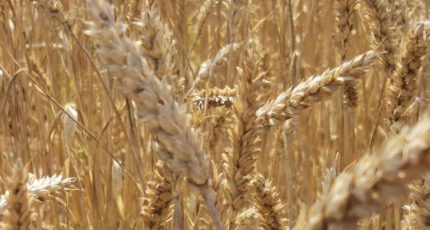 Гибриды пшеницы могут показать урожайность на 12 процентов выше по сравнению с сортовой