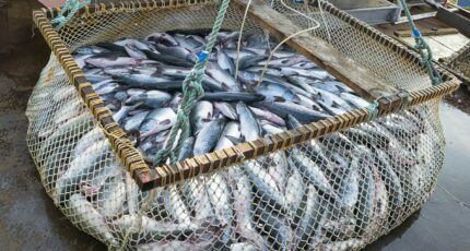 В России с начала года добыли уже свыше 1,1 млн тонн рыбы