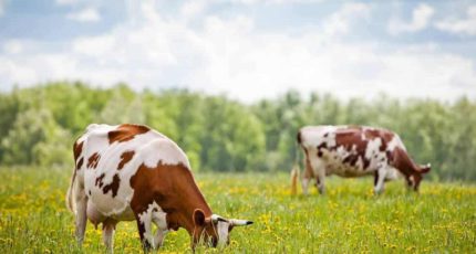 Закон о побочных продуктах животноводства: что нужно знать