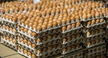 В Воронежской области выросло производство яиц