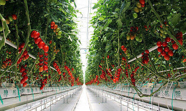 Производство тепличных овощей увеличилось на 2,4%