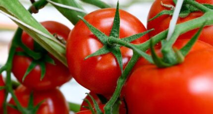 Минсельхоз подготовил проект приказа об увеличении квоты на томаты из Турции на 150 тыс. т