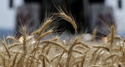 Российская пшеница диктует цены на мировом рынке зерна