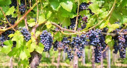 Россельхозбанк и Росконгресс во второй раз объединят представителей винодельческой отрасли на ПМЭФ