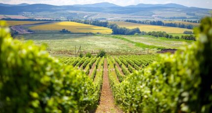 Совфед одобрил закон об учете виноградных насаждений