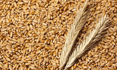Россия с 12 июля повысит экспортную пошлину на пшеницу