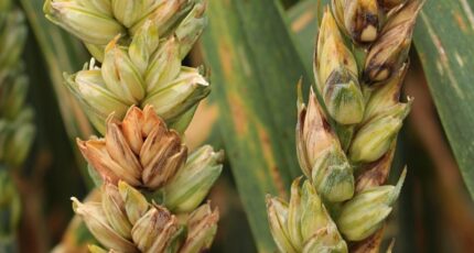 Фузариоз колоса зерновых культур