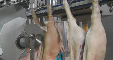 В Павловском районе запустили одно из крупнейших мясоперерабатывающих предприятий в стране