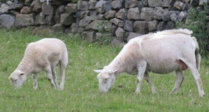 В мясном овцеводстве растет спрос на самолиняющие породы