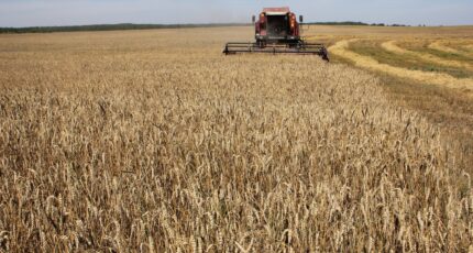 Аграрии Воронежской области собрали 4 млн тонн зерна