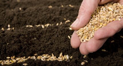 В Минсельхозе заявили, что аграрии РФ будут обеспечены семенами к началу посевной
