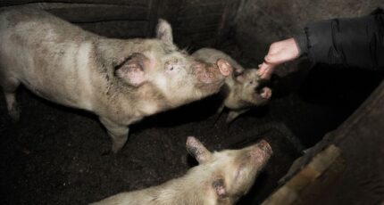 В Воронежской области численность свиней выросла на 122,4 тыс голов