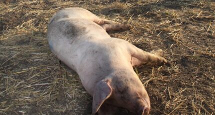 Немецкий фермер находится под следствием из-за гибели 700 свиней