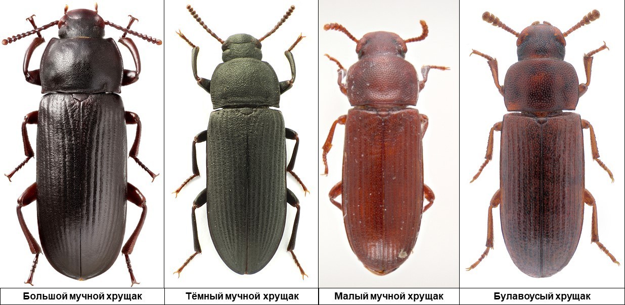 Жук хрущак в квартире как избавиться. Жук черный хрущак. Хрущак малый булавоусый. Малый мучной хрущак. Большой мучной хрущак.