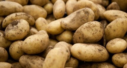 Урожай картофеля может превысить 7 млн тонн