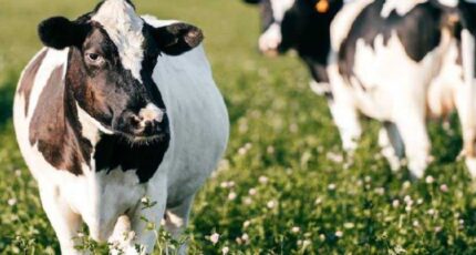 Ветврачи напомнили о необходимости обработки перед выпасом коров против паразитов