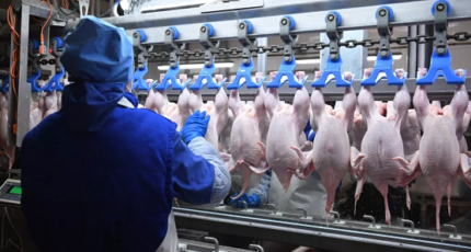 Минсельхоз ожидает рост производства мяса птицы по итогу года