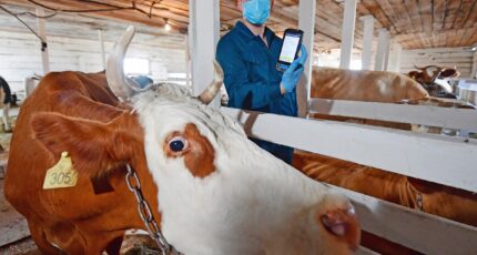 Россельхознадзор советует не затягивать с маркированием и учетом скота