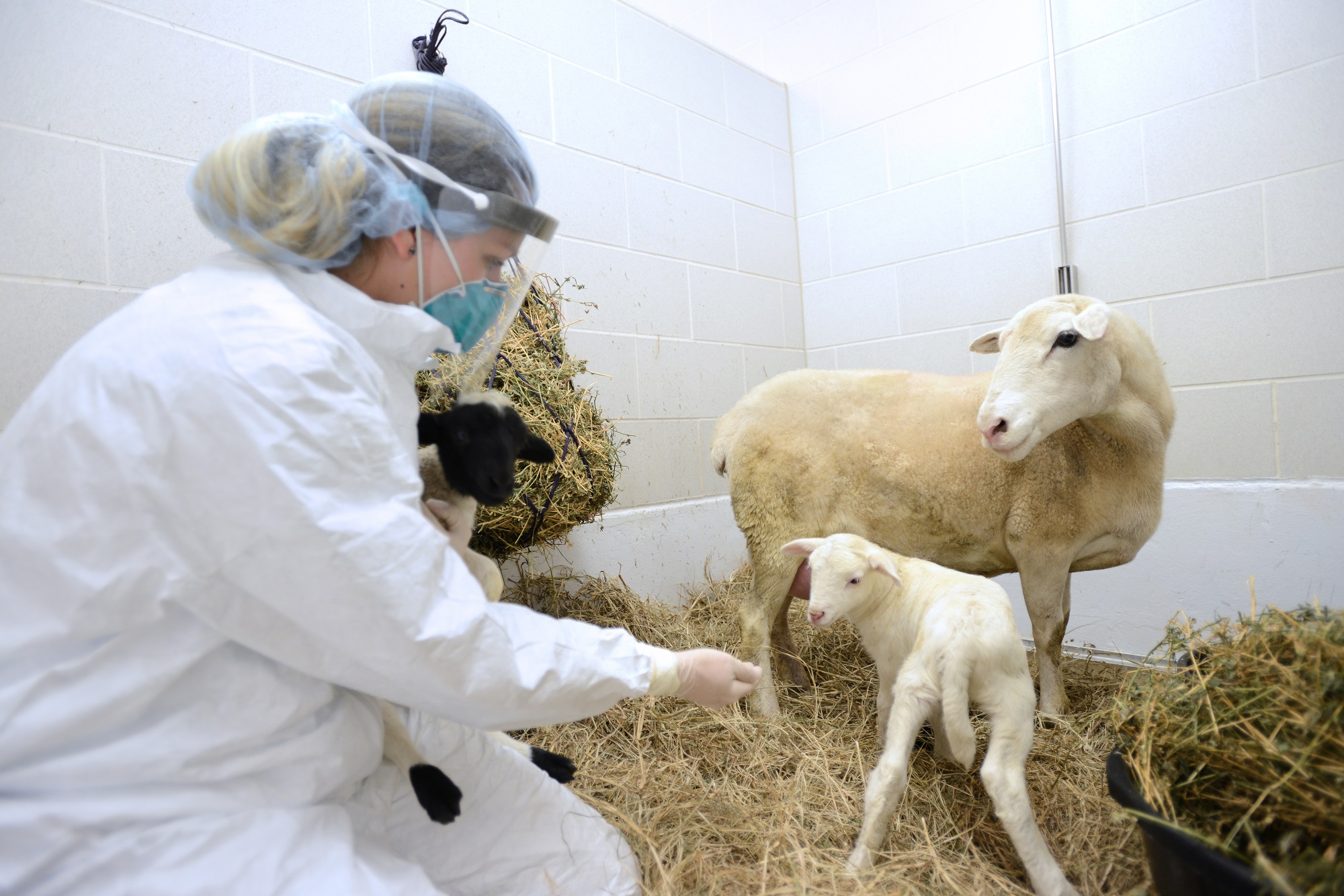 Укол ягненку. Пастереллез овец вакцинации. Ветеринария сельскохозяйственных животных. Ветеринария в сельском хозяйстве.