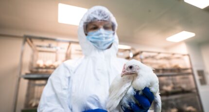 Россельхознадзор призвал к глобальному сотрудничеству для борьбы с гриппом птиц