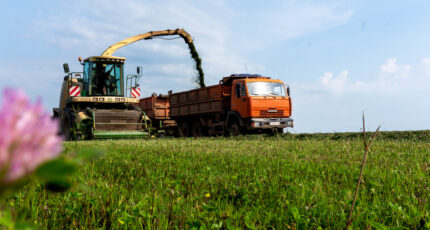 В Воронежской области продолжается заготовка грубых кормов для сельхозживотных
