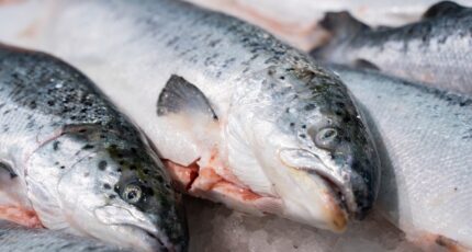 В Росрыболовстве рассказали о рекордной добыче лосося в этом году