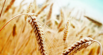 Низкое качество зерна подтверждают во многих российских регионах
